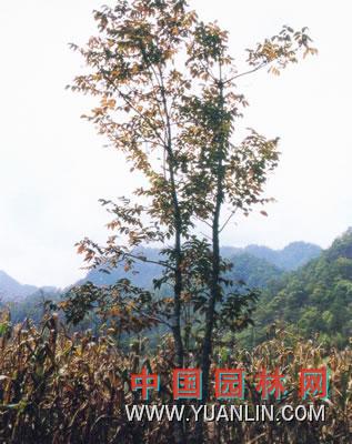 漆樹 大木漆、小木漆，山漆，植苜，瞎妮子