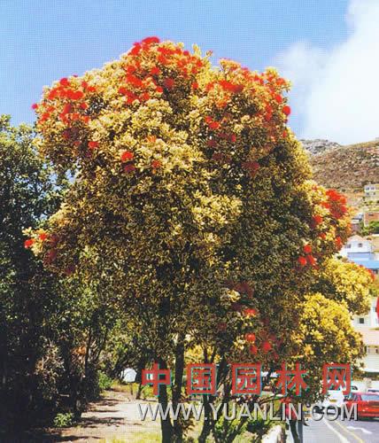 花葉鐵心樹(shù) 