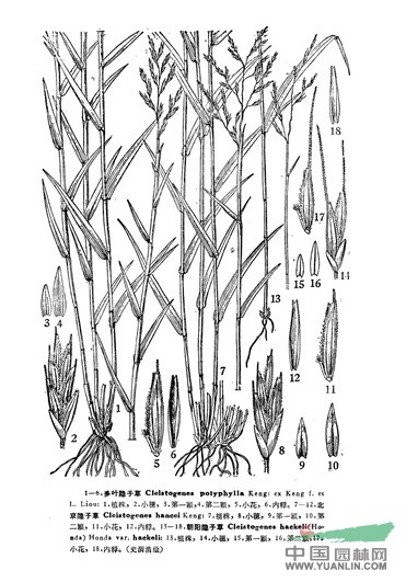 朝陽(yáng)隱子草(原變種)