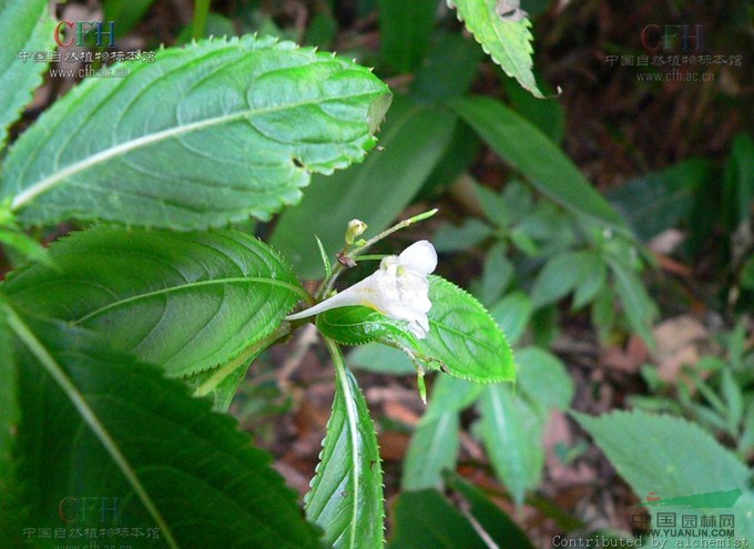 九龍山鳳仙花