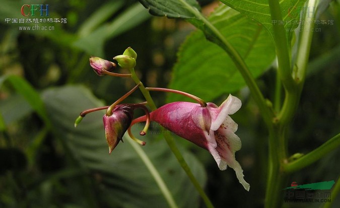 水鳳仙花