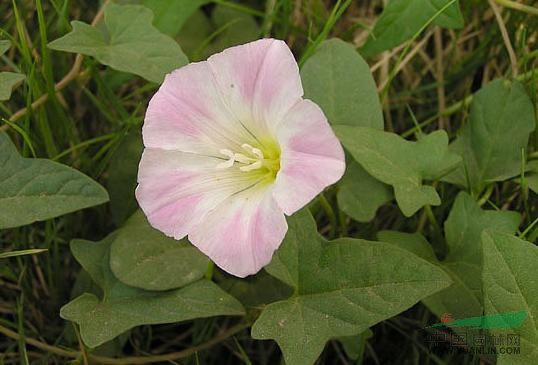 打碗花 小旋花、兔耳草