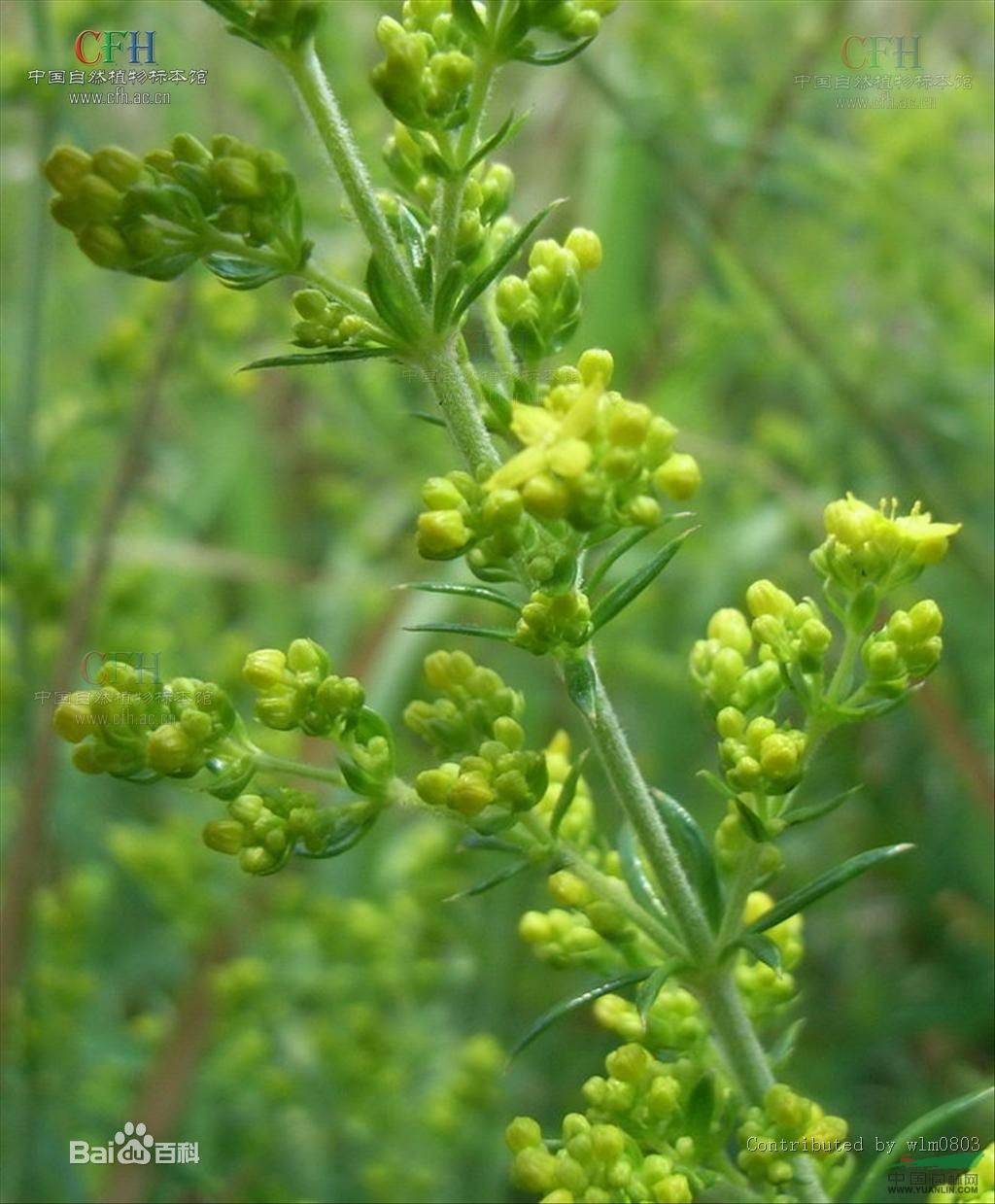 粗糙蓬子菜