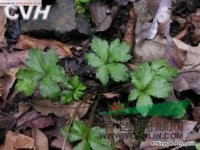 直刺變豆菜 小紫花菜浙江)、黑鵝腳板(四川常用中草藥)